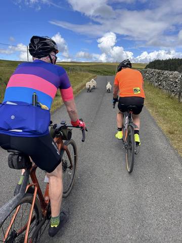 Two cyclists stuck behind sheep on road.